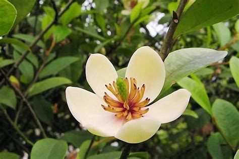 含笑花樹|含笑花（木兰科含笑属植物）